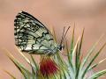 Melanargia larissa (Anadolumelikesi)